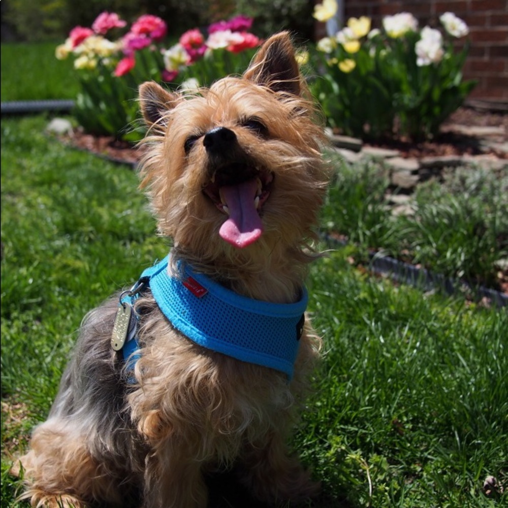 Meet your Posher, Yookie